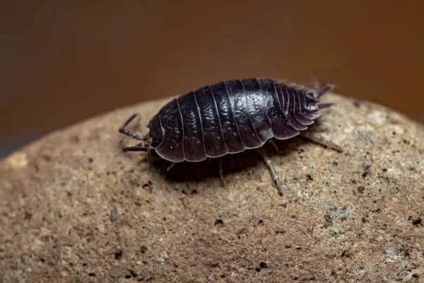 oniscdeos, commonly known as sowbugs, ball bugs or earth pigs