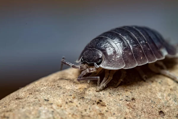 oniscdeos, commonly known as sowbugs, ball bugs or earth pigs