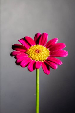 Koyu arkaplanda güzel Gerbera çiçeği, yakın görüş