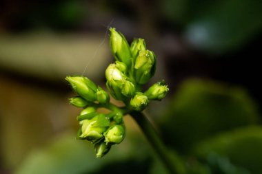Bahçedeki bir bitkinin yeşil yaprakları