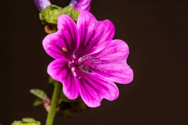 mallow flower in the garden of the house