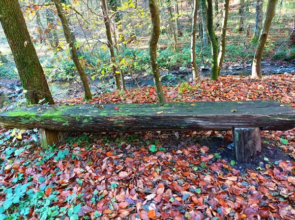 森の中にベンチがある美しい風景 — ストック写真