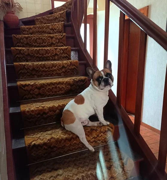 Χαριτωμένος Σκύλος Στις Σκάλες Στο Σπίτι — Φωτογραφία Αρχείου