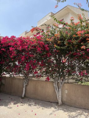 Bahçedeki güzel çiçekler