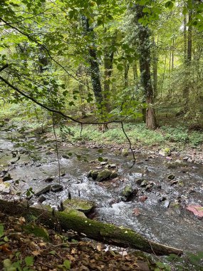 Orman nehrinin güzel manzarası