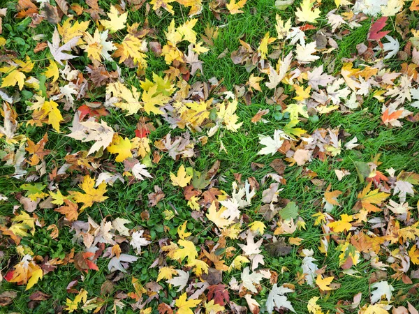 秋天的背景黄叶从树上掉下来 — 图库照片