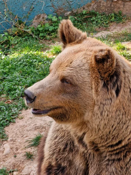 Grande Urso Marrom Zoológico — Fotografia de Stock