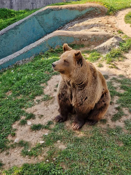 Grande Urso Marrom Zoológico — Fotografia de Stock