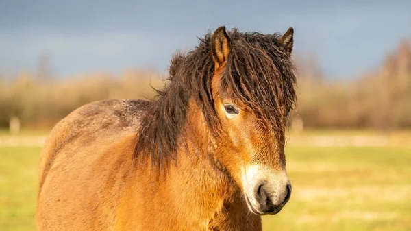 Chef För Vild Brun Exmoor Ponny Mot Blå Himmel Naturreservatet — Stockfoto
