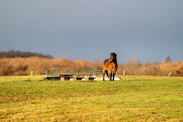 Pony Exmoor Salvaje Marrón Levanta Contra Cielo Azul Visto Desde — Foto de Stock