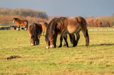 Hollanda, Fochteloo 'da bir doğa koruma alanında mavi gökyüzüne karşı vahşi bir Exmoor midillisi sürüsü. Seçici odak, yiyecek, mavi, güneş