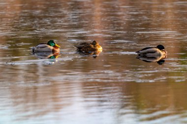 Büyük bir ördek sürüsü gölde terk edilmiş ekmek yer ördekler ve ördekler suda yüzer..