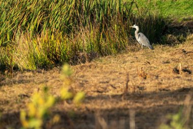 Güneşli bir sabahta, deniz kenarında büyük mavi balıkçıl. Sazlıklar arka planı oluşturur. Bir hayvan, manzara..