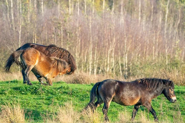 Two fighting wild brown Exmoor ponies, against a forest and reed background. Biting, rearing and hitting. part of a horse in the foreground. Selective focus, lonely, two animals, fight, stallion, mare