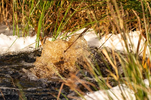 Close-up of a water source that blows up bubbling water. Spring, snow melt, dry grass everywhere. Day, cloudy weather, soft warm light in winter.