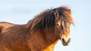 Fochteloo 'daki doğa koruma alanında mavi gökyüzüne karşı vahşi kahverengi bir Exmoor midillisinin başı, kışın sonbahar renkleri. Hollanda 'da. Seçici odak., Web afişi, uzun kapak, panorama, sosyal medya.