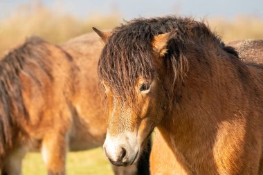 Fochteloo 'daki doğa koruma alanında mavi gökyüzüne karşı vahşi kahverengi bir Exmoor midillisinin başı, kışın sonbahar renkleri. Hollanda 'da. Seçici odak.