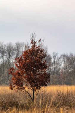 Parkta çok renkli yaprakları olan bir ağaç. Sonbahar hissi, arka plan, doku, doğa. Kahverengi altın renkler.