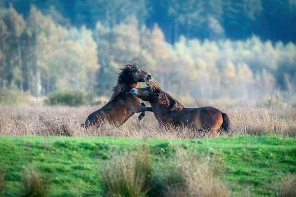 Two fighting wild brown Exmoor ponies, against a forest and reed background. Biting, rearing and hitting. autumn colors in winter. Selective focus, lonely, two animals, fight, stallion, mare.