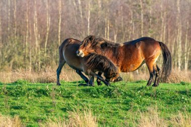 İki vahşi kahverengi Exmoor midillisi bir orman ve kamış arka planına karşı savaşıyor. Isırmak, büyütmek ve vurmak. Kışın sonbahar renkleri. Seçici odaklanma, yalnızlık, iki hayvan, kavga, aygır, kısrak.