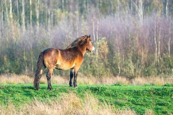 Ein Wildes Braunes Exmoor Pony Vor Wald Und Schilf Naturschutzgebiet — Stockfoto