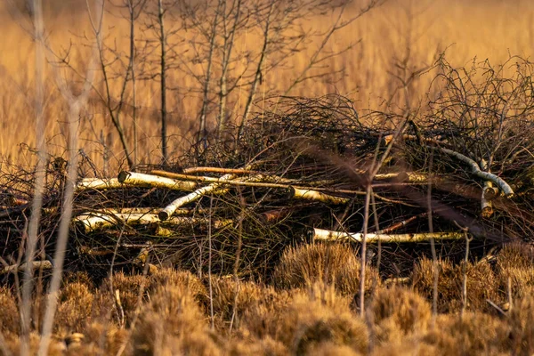 Sonbaharda Altın Sazlıkların Arasında Bir Huş Ağacı Dalları Yığını Parkta — Stok fotoğraf