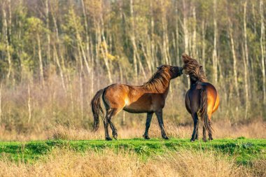 İki vahşi kahverengi Exmoor midillisi bir orman ve kamış arka planına karşı savaşıyor. Isırmak, büyütmek ve vurmak. Kışın sonbahar renkleri. Seçici odaklanma, yalnızlık, iki hayvan, kavga, aygır, kısrak.