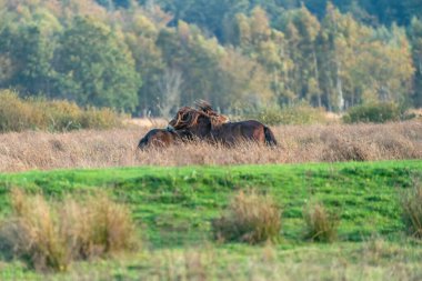 İki vahşi kahverengi Exmoor midillisi bir orman ve kamış arka planına karşı savaşıyor. Isırmak, büyütmek ve vurmak. Kışın sonbahar renkleri. Seçici odaklanma, yalnızlık, iki hayvan, kavga, aygır, kısrak.