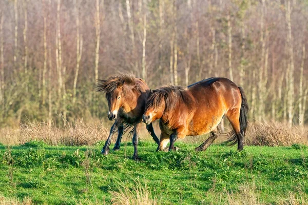 Zwei Kämpfende Braune Exmoor Ponys Vor Wald Und Schilf Hintergrund — Stockfoto