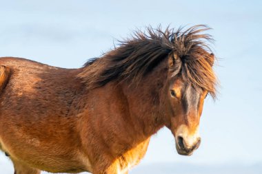 Fochteloo 'daki doğa koruma alanında mavi gökyüzüne karşı vahşi kahverengi bir Exmoor midillisinin başı, kışın sonbahar renkleri. Hollanda 'da. Seçici odak.