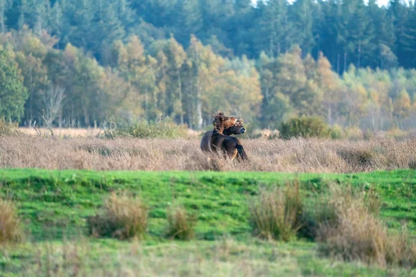 Two fighting wild brown Exmoor ponies, against a forest and reed background. Biting, rearing and hitting. autumn colors in winter. Selective focus, lonely, two animals, fight, stallion, mare.