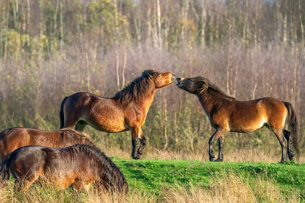 Two fighting wild brown Exmoor ponies, against a forest and reed background. Biting, rearing and hitting. two horse partially in the foreground. Selective focus, lonely, two animals, fight, stallion