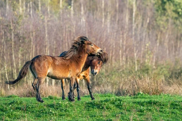 Zwei Kämpfende Braune Exmoor Ponys Vor Wald Und Schilf Hintergrund — Stockfoto