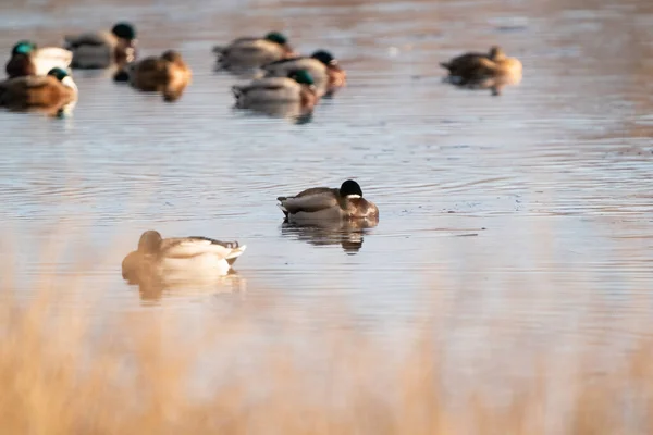 Eine Große Entenschar Frisst Verlassenes Brot Auf Dem See Enten — Stockfoto