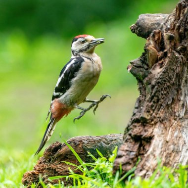 A funny woodpecker he jumps on a tree trunk. green natural background. Nature green colours. clipart