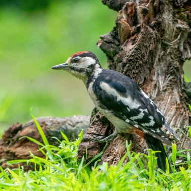 Bir ağaçkakan ağaç gövdesinde böcek arar. Kırmızı tüyler, ormanda yeşil doğal arka plan. Mutlu hayvan, bir hayvan.