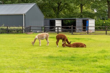 İki kahverengi alpaka ve bir beyaz alpaka yeşil çim çayırında yiyip dinleniyorlar. Çayır üzerindeki ilginç komik hayvanlar yular giyer. camelid. Farklı renkte yün. Üç hayvan, biri yalan, ikisi yalan.