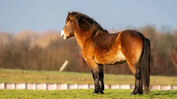 Panorama Brown Wild Exmoor Pony Stands Blue Sky Staring Distance — Stock Photo, Image