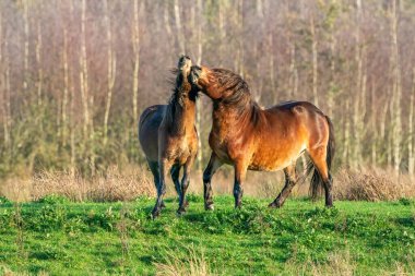 İki vahşi kahverengi Exmoor midillisi bir orman ve kamış arka planına karşı savaşıyor. Isırmak, büyütmek ve vurmak. Kışın sonbahar renkleri. Hollanda 'da. Seçici odaklanma, kavga, iki hayvan.