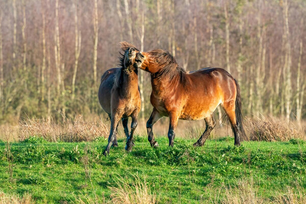 Zwei Kämpfende Braune Exmoor Ponys Vor Wald Und Schilf Hintergrund — Stockfoto
