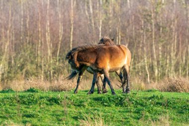 İki vahşi kahverengi Exmoor midillisi bir orman ve kamış arka planına karşı savaşıyor. Isırmak, büyütmek ve vurmak. Kışın sonbahar renkleri. Hollanda 'da. Seçici odaklanma, kavga, iki hayvan.