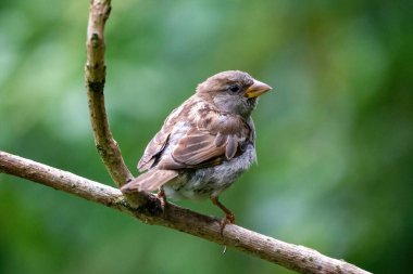 Kalın bir dalda oturan serçenin seçici odak noktası, vahşi ormandaki kuşlar, turuncu, yeşil görünümlü.