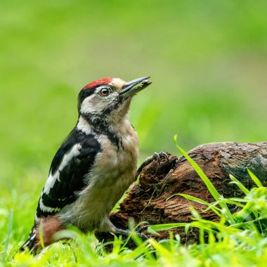 Bir ağaçkakan ağaç gövdesinde böcek arar. Kırmızı tüyler, ormanda yeşil doğal arka plan. Mutlu hayvan, bir hayvan.