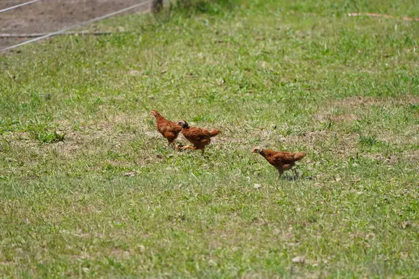 A flock of chickens roam freely in a lush green in the netherlands.