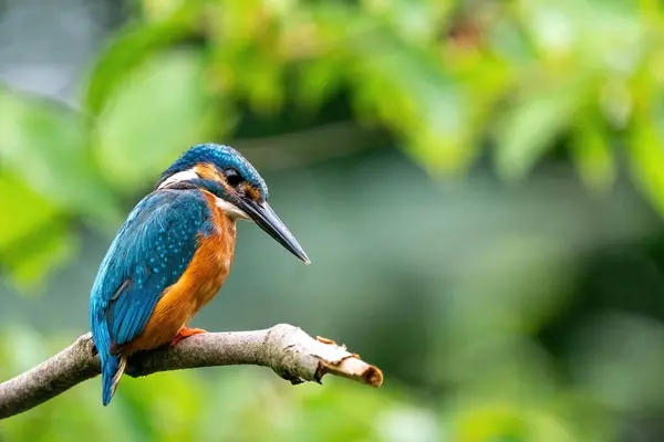 stock image Colorful king fisher bird on a branch of a tree waiting to catch a fish in the Netherlands. Green leaves in the background