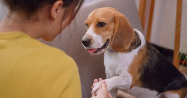 Genç bir kadın evdeki kanepede köpeğiyle oynarken eğleniyor..