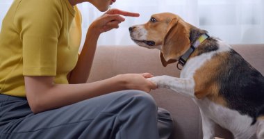 Genç bir kadın, ev eşyalarına zarar verdiği için köpeğini azarlıyor..