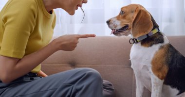 Genç bir kadın, ev eşyalarına zarar verdiği için köpeğini azarlıyor..