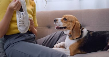 Genç bir kadın, ev eşyalarına zarar verdiği için köpeğini azarlıyor..