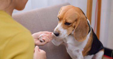 Genç bir kadın, ev eşyalarına zarar verdiği için köpeğini azarlıyor..